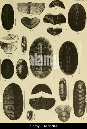 Ce travail fournit des descriptions détaillées et des illustrations des coquillages marins trouvés le long de la côte est, y compris les mollusques côtiers et les espèces vivant sous la marque de marée, avec un accent particulier sur la Floride. Banque D'Images