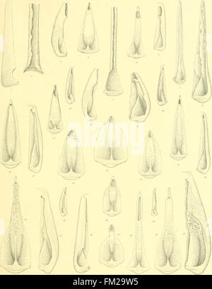 Un travail scientifique de 1903 sur la classe Echinoidea, qui comprend les oursins et les espèces apparentées. L'étude fournit des descriptions détaillées et des illustrations de ces invertébrés marins. Banque D'Images