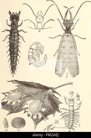 Entomologie économique pour l'agriculteur.. (1896) Banque D'Images