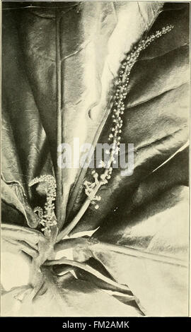 Ce travail de 1903 fournit un aperçu complet des plantes économiques de Porto Rico, mettant en évidence les plantes agricoles et médicinales essentielles à l'économie de l'île. Il constitue une ressource précieuse pour les botanistes, les agriculteurs et les historiens. Banque D'Images