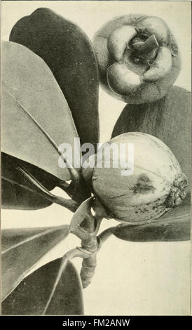 Ce travail de 1903 documente les plantes économiques de Porto Rico, en se concentrant sur leur utilisation dans l'agriculture, la médecine et l'industrie. Il fournit un guide complet sur les plantes les plus importantes de la région et leur valeur économique. Banque D'Images