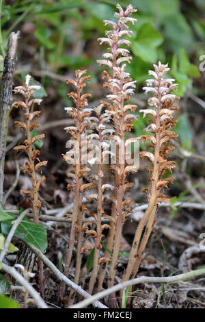 L'Orobanche (Orobanche hederae Ivy). Groupe de plantes parasites blanc et brun lilas avec des fleurs dans la famille des Orobanchacées Banque D'Images