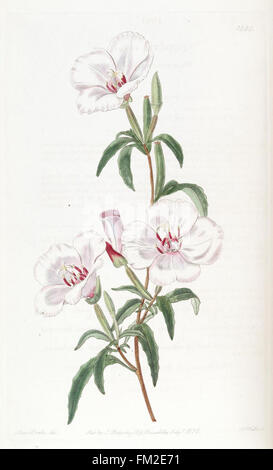 Edwards's Botanical Register (Planche 1880) Banque D'Images