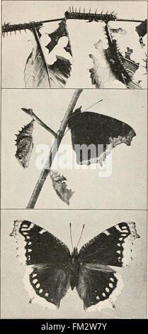Entomologie élémentaire ((c1912)) Banque D'Images