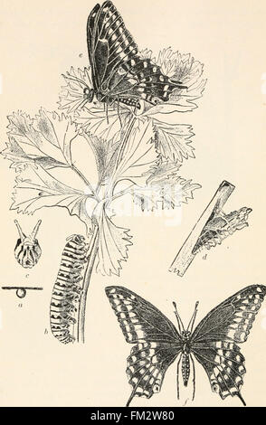 Entomologie élémentaire ((c1912)) Banque D'Images