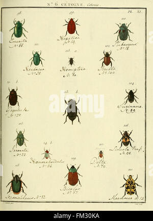 Entomologie, ou, Histoire naturelle des insectes (No. Cetoine 6 Pl. XI)