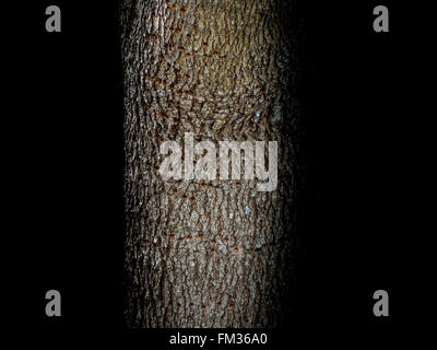 Photo du tronc de l'arbre Banque D'Images