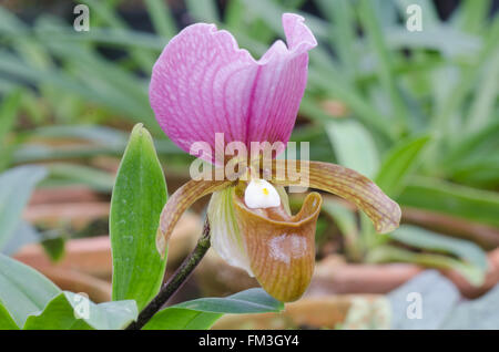 Paphiopedilum fleur Banque D'Images