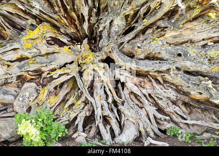 Racine d'arbre Ball Abstract Banque D'Images