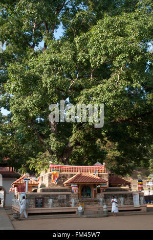 Sanctuaire bouddhiste sous un arbre bo à Pattini Devale, Kandy, Sri Lanka Banque D'Images