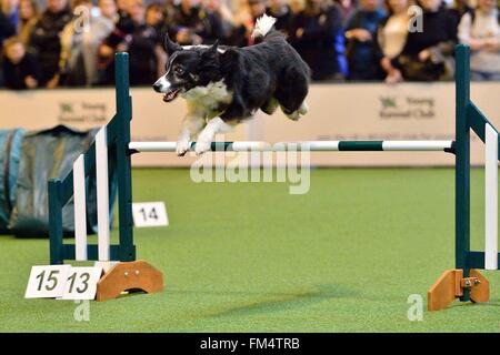 Birmingham, Grande-Bretagne. 10 Mar, 2016. Un chien prend part au concours d'agility à la Crufts Dog Show à Birmingham, Grande-Bretagne, le 10 mars 2016. L'assemblée annuelle de quatre jours, a ouvert ses portes jeudi, est l'un des plus importants au monde. Crédit : Ray Tang/Xinhua/Alamy Live News Banque D'Images