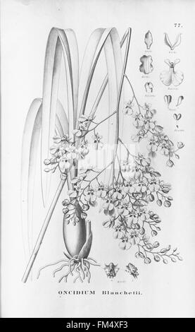 Flora brasiliensis, enumeratio plantarum à Brasilia hactenus detectarum (tab. 77) Banque D'Images