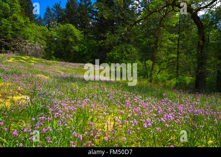 Fleurs lilas sur la clairière pittoresque dans la forêt de feuillus et de conifères, vert mousse, jaune avec mousse sur Banque D'Images