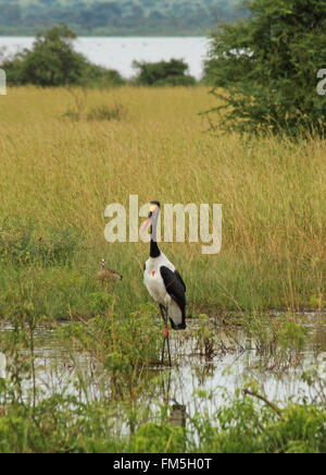 Un bec de selle stork promenades à travers un marais en Ouganda whiie un canard ressemble à l'arrière plan Banque D'Images