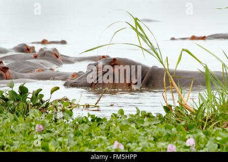 Un hippopotame avec une grande bataille cicatrice sur son visage dort avec d'autres hippopotames dans le fleuve Nil dans Murchison Falls National Park. Banque D'Images