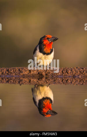 Un collier noir barbet (Lybius torquatus), Zimanga Private Game Reserve, KwaZulu-Natal, Afrique du Sud Banque D'Images