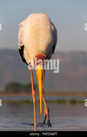 Yellowbilled stork (Mycteria ibis), Zimanga Private Game Reserve, KwaZulu-Natal, Afrique du Sud Banque D'Images