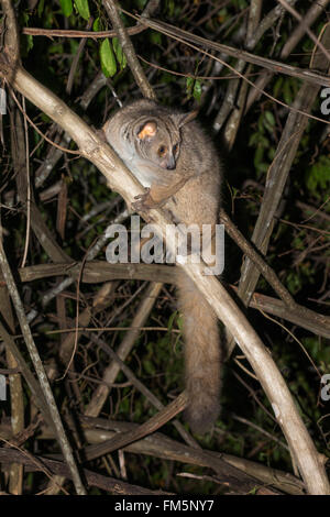 Plus Thicktailed bushbaby (plus galago), (Otolemur crassicaudatus (Galago)), Mkhuze , KwaZulu-Natal, Afrique du Sud Banque D'Images