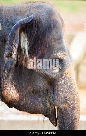 Ancien portrait de vache éléphant Banque D'Images