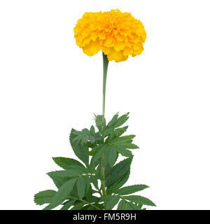 Marigold flower isolated on white background Banque D'Images