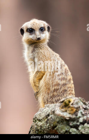 Meerkat un siège au bois et ressemble à l'appareil photo Banque D'Images