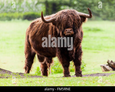 Taureau Highland cattle Banque D'Images