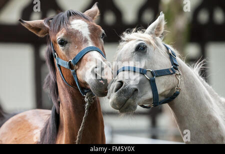 Cheval brun et blanc dans l'amour Banque D'Images