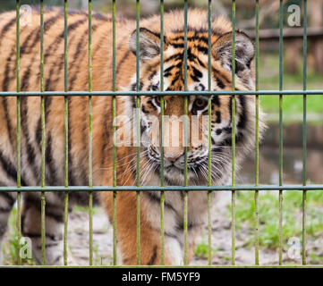 One Tiger regarde derrière la clôture composé Banque D'Images