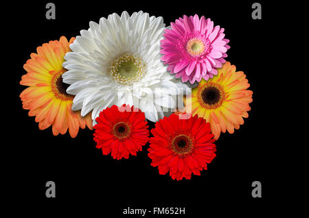 Fleurs de couleur marguerites sur un fond noir Banque D'Images