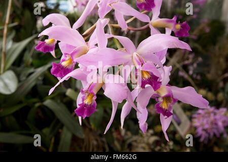 Diplocentrus anceps est un genre de la famille des orchidées, la culture en serre à RHS Wisley. Banque D'Images