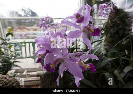 Diplocentrus anceps est un genre de la famille des orchidées, la culture en serre à RHS Wisley. Banque D'Images
