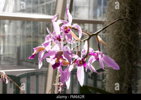 Diplocentrus anceps est un genre de la famille des orchidées, la culture en serre à RHS Wisley. Banque D'Images