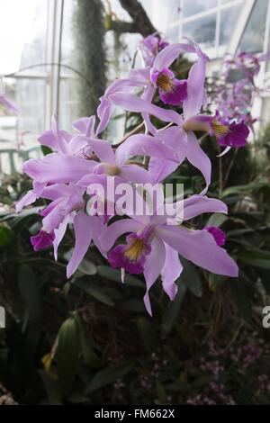 Diplocentrus anceps est un genre de la famille des orchidées, la culture en serre à RHS Wisley. Banque D'Images