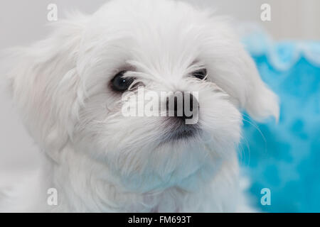 Blanc moelleux mignon chiot Maltais Banque D'Images