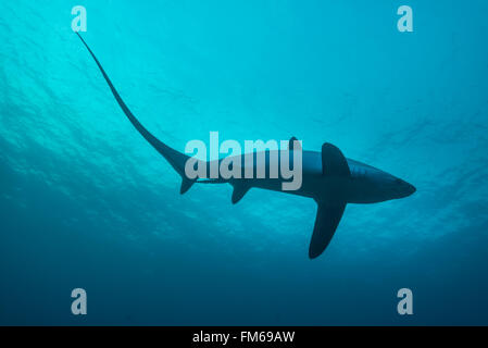 Les requins sont pélagiques et vivent dans les profondeurs de l'océan. Cependant, malapascua vous offre la chance de voir ces incredibl Banque D'Images