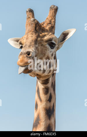 Une girafe à Yorkshire Wildlife park, attendant d'être nourris, bâtons sa langue moi. Mars Banque D'Images