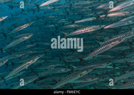 Barracuda (Sphyraena qenie Blackfin) forment d'énormes bancs dans les eaux tropicales. Soudan, Mer Rouge, décembre. Banque D'Images