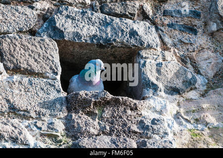 Pigeon de nicher dans un trou dans un mur de pierre. Banque D'Images