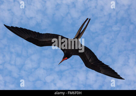 Un vol d'oiseaux Fregata magnificens Frégate {} contre un ciel nuageux dans les Galapagos. Octobre. Banque D'Images