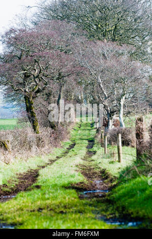 Pays Rural ruelle entre deux champs Banque D'Images