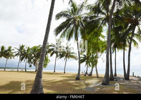 Le Queensland, Australie. Palmiers, Port Douglas. Banque D'Images