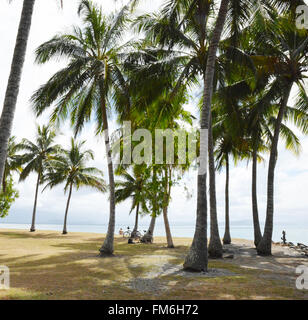 Le Queensland, Australie. Palmiers, Port Douglas. Banque D'Images