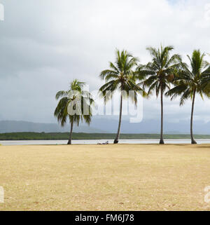 Le Queensland, Australie. Palmiers, Port Douglas. Banque D'Images