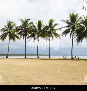 Le Queensland, Australie. Palmiers, Port Douglas. Banque D'Images