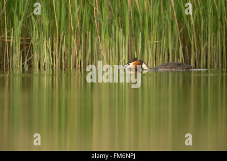 Grèbe huppé (Podiceps cristatus ) nage dans la posture tendue le long d'une ceinture de roseaux vert, l'eau calme, belle réflexion. Banque D'Images