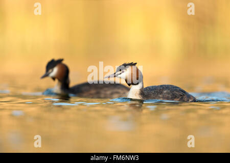 Great Crested Grebes / Haubentaucher ( Podiceps cristatus ), paire, nageant l'un à côté de l'autre, lumière atmosphérique chaude, faune, Europe. Banque D'Images