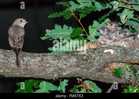 Spotted flycatcher et nichent avec quatre oisillons sur une branche de chêne Banque D'Images