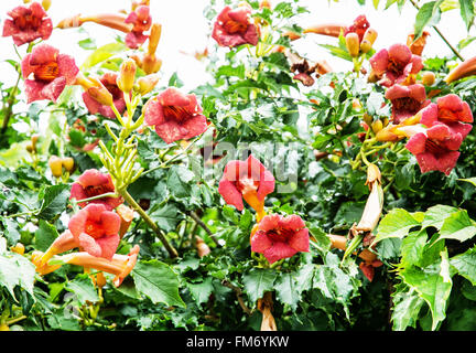 Fleurs de vigne trompette - campsis x tagliabuana. Thème jardinage. La beauté dans la nature. Banque D'Images