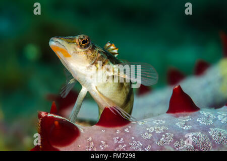 Un sandperch {Parapercis grillagées clathrata contribuent} sur une vue superbe sur la mer {Poraster} star superbus. Gato Island, Philippines. Novembre Banque D'Images