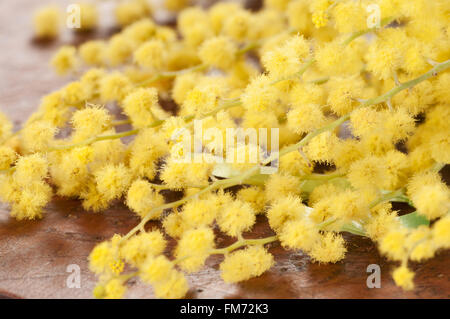 Macro fleurs Mimosa (Acacia dealbata) sur un conseil de bois Banque D'Images